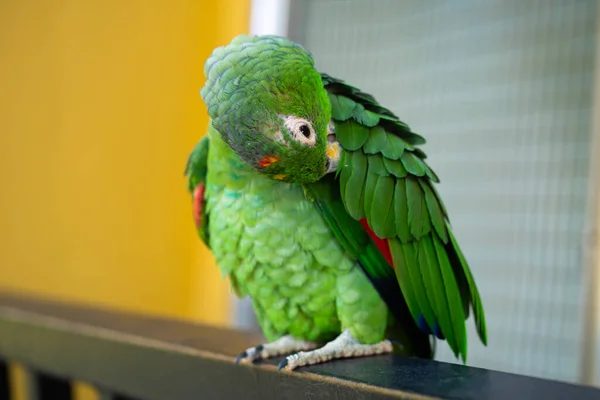 Jogos de acasalamento rainbow lorikeet. um papagaio desbotado gruda em uma  fêmea