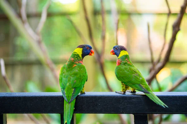 Райдуга Лоріке Папуги Зеленому Парку Пташиний Парк Дика Природа — стокове фото