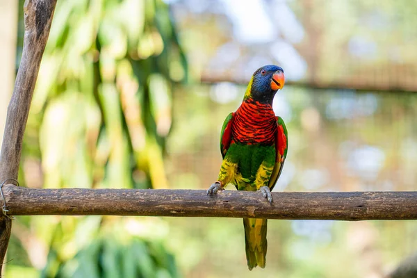 Jogos de acasalamento rainbow lorikeet. um papagaio desbotado gruda em uma  fêmea