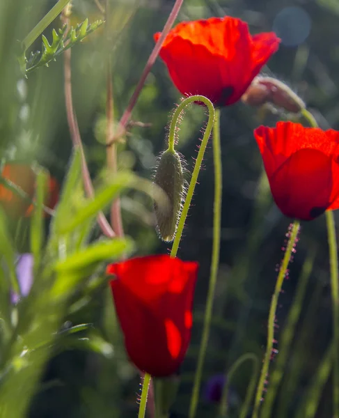 Papaveri rossi selvatici in fiore Field.Spring in Nature Concept . — Foto Stock