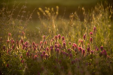 Bahar \ günbatımı kır çiçekleri alanıyla yaz. Bokeh backlight na