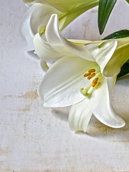 Lirio de Pascua blanco sobre fondo grunge — Foto de Stock