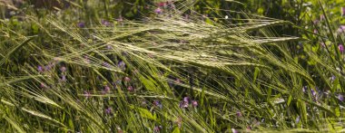 Yaz çayır banner. Bokeh doğal arka plan