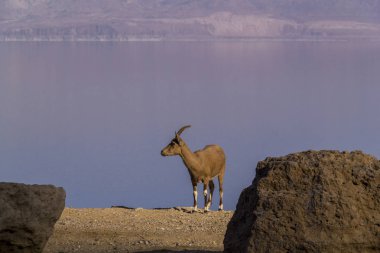 Dead Sea arka plan, İsrail üzerinde tek kadın Nubian Dağ keçisi