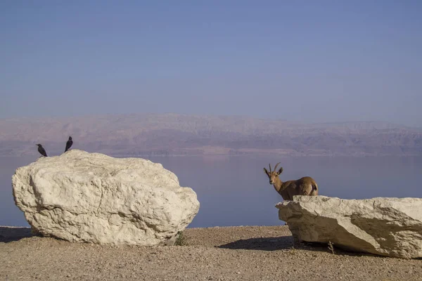 Θηλυκό Nubian αγριοκάτσικο κοντά του Ein Gedi, νεκρά θάλασσα Ισραήλ — Φωτογραφία Αρχείου