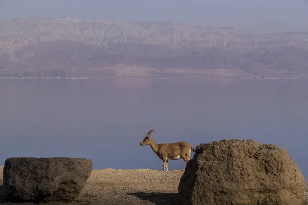 Female Nubian ibex near Ein Gedi, Dead Sea, Israel — Stock Photo, Image