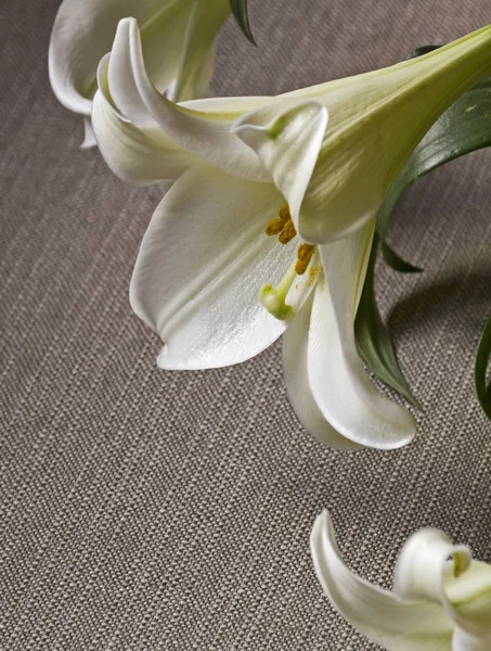 Ostern weiße Blume Lilie auf einer grauen Leinwand background.copy Raum — Stockfoto