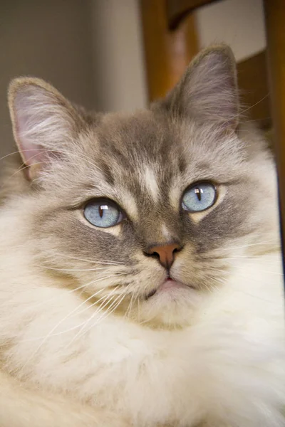 Ragdoll cat with blue eyes closeup — Stock Photo, Image