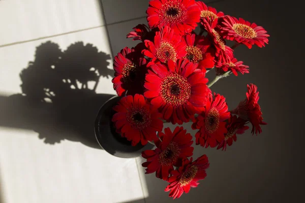 Mini Gerbera rouge Fleurs Bouquet Vue du dessus sur la lumière du soleil et l'ombre — Photo