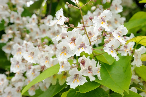 Kwiaty z Catalpa Bignonioides — Zdjęcie stockowe