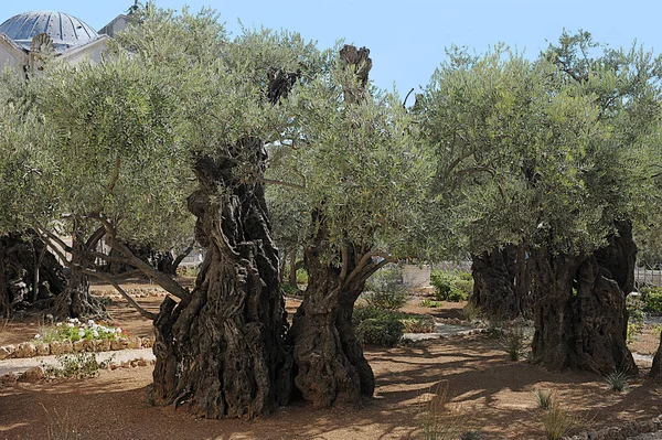 Trädgården i Getsemane Stockbild