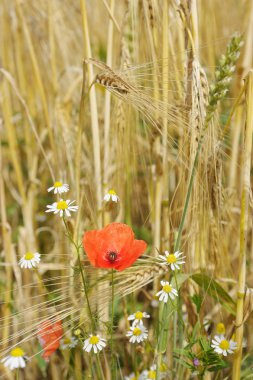 Çiçekleri alanların