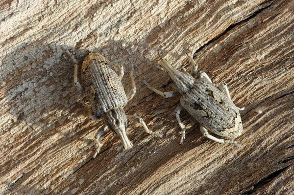 Closeup two weevils — Stock Photo, Image