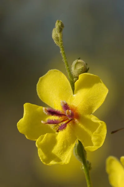 Pequeña planta con flores amarillas — Foto de Stock