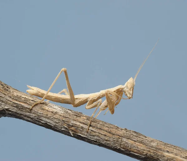 树枝上的小螳螂 — 图库照片