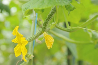 Çiçekler ve yumurtalık salatalık