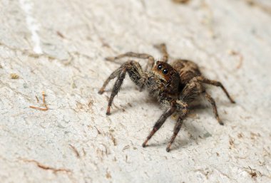 Salticidae örümcek ağaç üzerinde