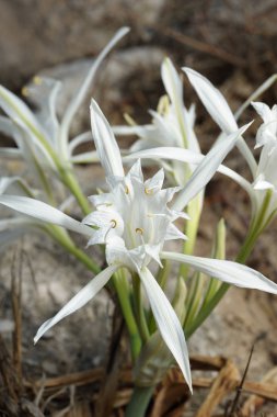 Pancratium maritimum kumlu sahilinde