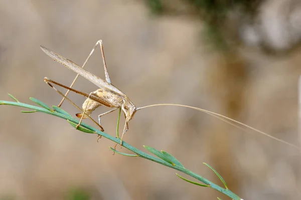 Grasshopper rhaphidophoridae closeup — Stock Photo, Image