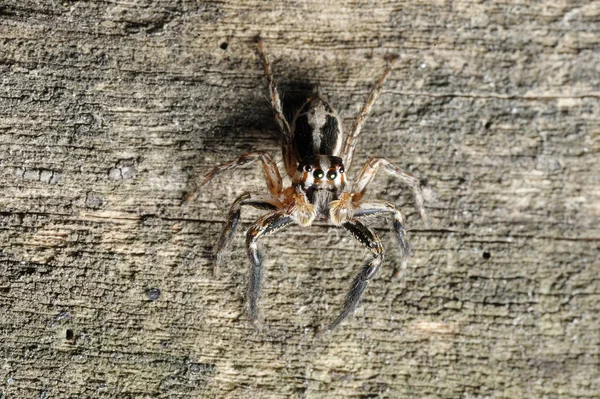 Salticidae pók a fán — Stock Fotó