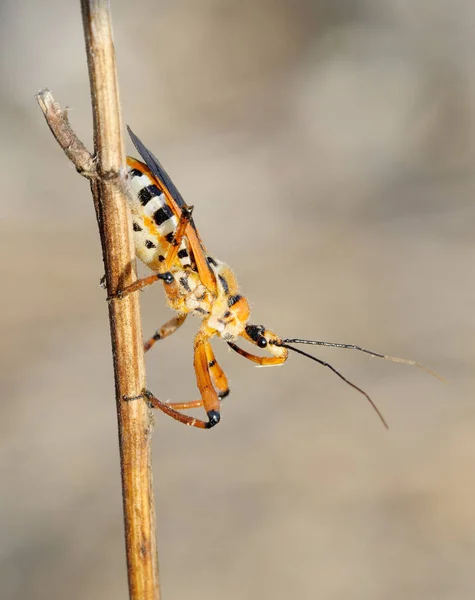 Bug su un ramo — Foto Stock