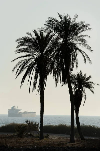 Palme e Mar Mediterraneo — Foto Stock