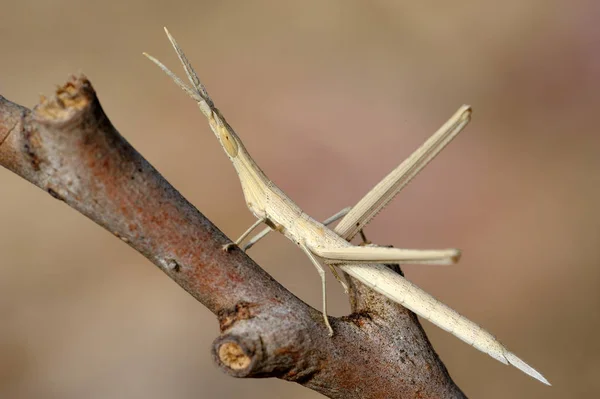 Acrida on a branch — Stock Photo, Image