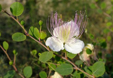 Capparis spinosa, yenilebilir çiçek tomurcukları (Kapari)
