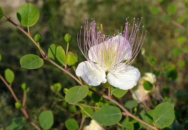 Capparis spinosa, edible flower buds (capers)