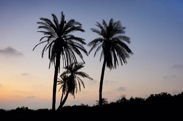 Palm trees and the Mediterranean Sea — Stock Photo, Image