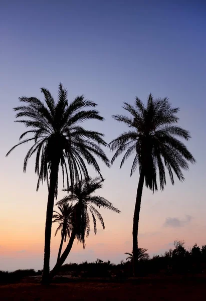 Пальмы и Средиземное море — стоковое фото