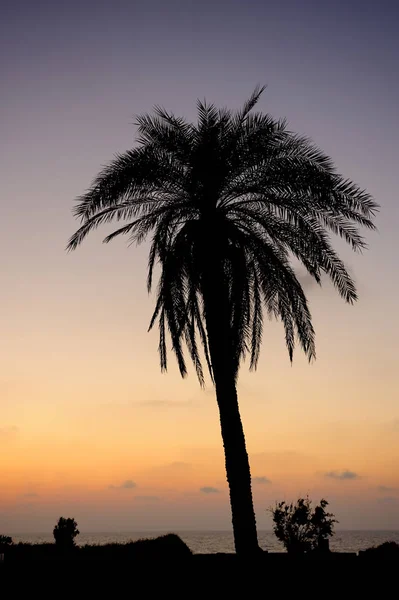 Пальмы и Средиземное море — стоковое фото