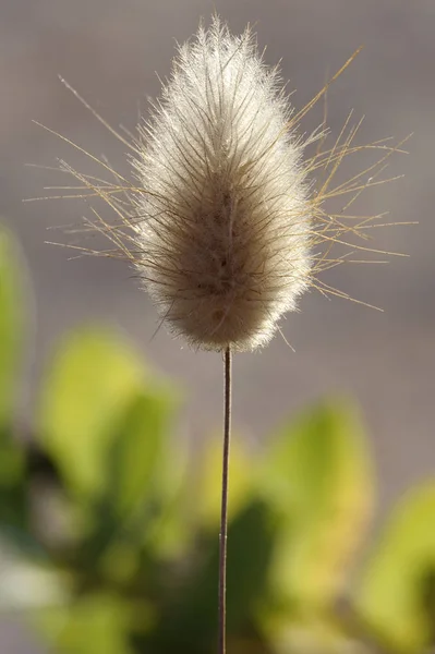 Fluffy spikelets of grass — Stock Photo, Image