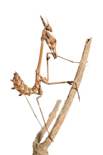 Pequeno mantis em um ramo, isolado — Fotografia de Stock