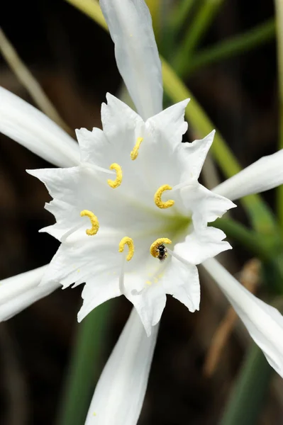 Nagy fehér virág Pancratium tengerparti — Stock Fotó