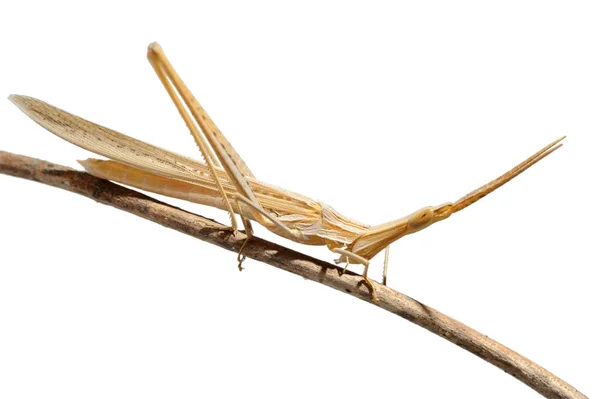 Acrida на гілці, ізольовані — стокове фото