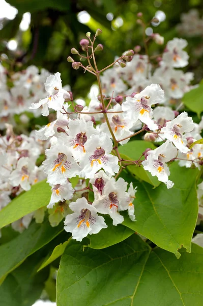 Duże białe kwiaty Catalpa Bignonioides — Zdjęcie stockowe