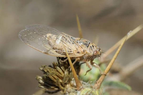 Крупный план цикады на шипе — стоковое фото