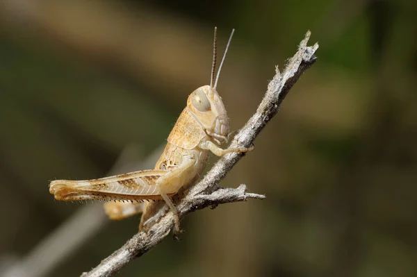 Sauterelle en gros plan sur une branche — Photo