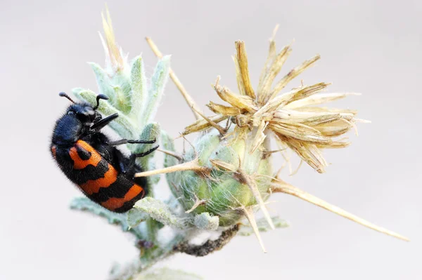 イスラエル - ツチハンミョウ カブトムシの性質 — ストック写真