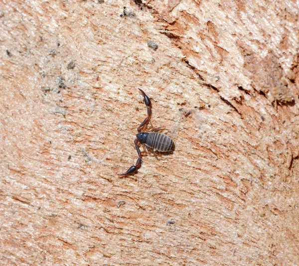 Nature d'Israël - Pscudoscorpions sur l'arbre — Photo