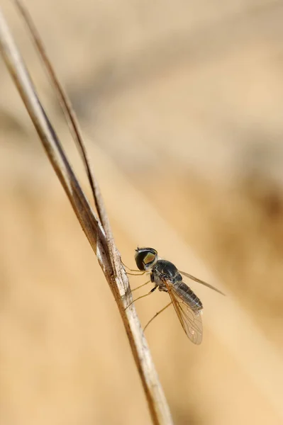 Nahaufnahme schwarze Fliege auf einem Ast — Stockfoto