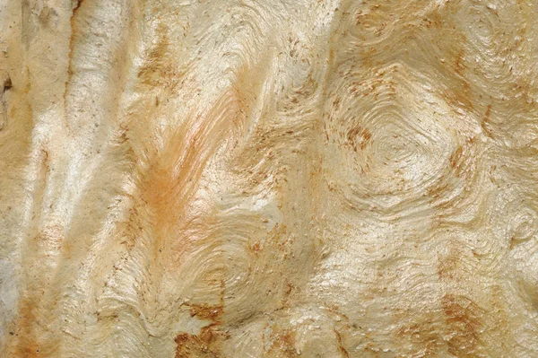 Nature of Israel -  eucalyptus texture — Stock Photo, Image