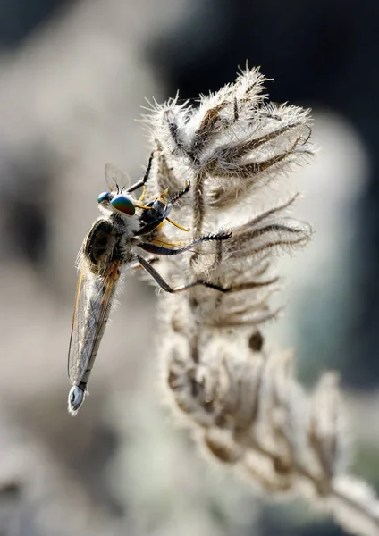 小枝にクローズ アップ asilidae — ストック写真