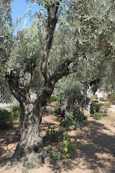 Oude olijfbomen in de tuin van Gethsemane — Stockfoto