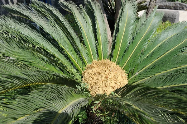 Cycas, tropikalnego drzewa z pierzaste liście — Zdjęcie stockowe