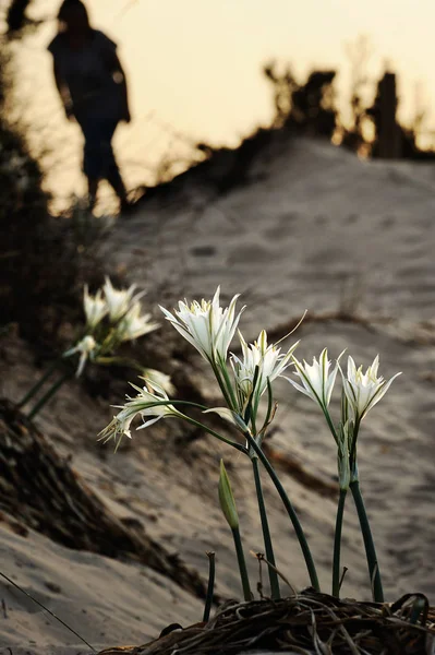 Pancratium maritimum on the sandy shores — Stock Photo, Image