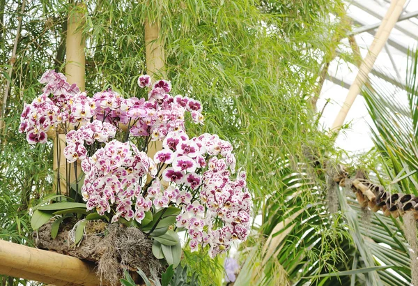 Różowa orchidea kwiecie w szklarni — Zdjęcie stockowe