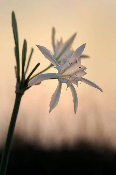 大きな白い花 Pancratium maritimum — ストック写真