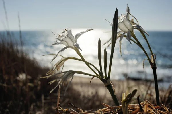 Grande flor branca Pancratium maritimum — Fotografia de Stock